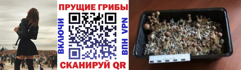 Галлюциногенные грибы MAGIC MUSHROOMS  Севастополь 